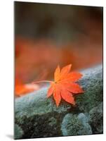 Maple Leaf-null-Mounted Photographic Print