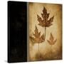 Maple Leaves 3-Kimberly Poloson-Stretched Canvas