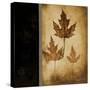 Maple Leaves 3-Kimberly Poloson-Stretched Canvas