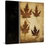 Maple Leaves 4-Kimberly Poloson-Stretched Canvas