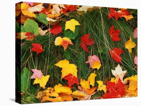 Maple Leaves and Grass-James Randklev-Stretched Canvas