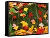 Maple Leaves and Grass-James Randklev-Framed Stretched Canvas