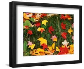 Maple Leaves and Grass-James Randklev-Framed Photographic Print