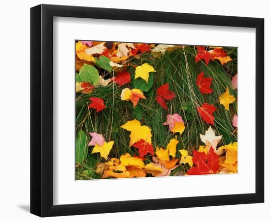 Maple Leaves and Grass-James Randklev-Framed Photographic Print