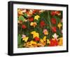 Maple Leaves and Grass-James Randklev-Framed Photographic Print