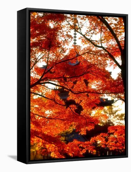 Maple Leaves and Shinnyo-Do Temple-null-Framed Stretched Canvas