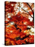 Maple Leaves and Shinnyo-Do Temple-null-Stretched Canvas