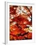 Maple Leaves and Shinnyo-Do Temple-null-Framed Photographic Print