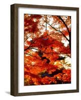 Maple Leaves and Shinnyo-Do Temple-null-Framed Photographic Print