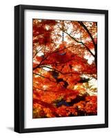 Maple Leaves and Shinnyo-Do Temple-null-Framed Photographic Print