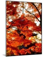 Maple Leaves and Shinnyo-Do Temple-null-Mounted Photographic Print