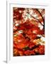 Maple Leaves and Shinnyo-Do Temple-null-Framed Photographic Print