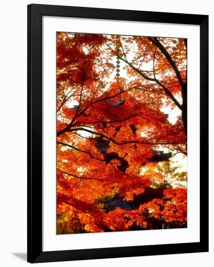 Maple Leaves and Shinnyo-Do Temple-null-Framed Photographic Print