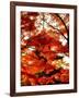 Maple Leaves and Shinnyo-Do Temple-null-Framed Photographic Print