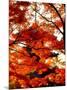 Maple Leaves and Shinnyo-Do Temple-null-Mounted Photographic Print