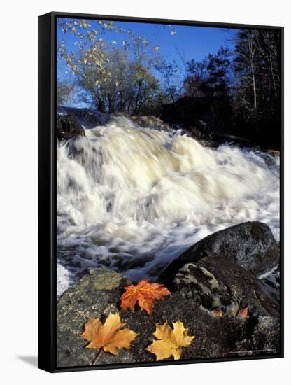 Maple Leaves and Wadleigh Falls on the Lamprey River, New Hampshire, USA-Jerry & Marcy Monkman-Framed Stretched Canvas