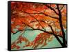 Maple Leaves, Arashi-Yama, Kyoto, Japan-null-Framed Stretched Canvas