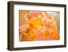 Maple Leaves Autumn Colors-Paivi Vikstrom-Framed Photographic Print