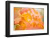 Maple Leaves Autumn Colors-Paivi Vikstrom-Framed Photographic Print