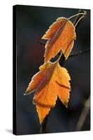 Maple Leaves Back-Lit and Edged with Frost-null-Stretched Canvas