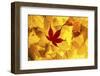 Maple leaves backlit on lightbox, Broxwater, Cornwall, UK-Ross Hoddinott-Framed Photographic Print