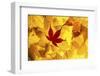 Maple leaves backlit on lightbox, Broxwater, Cornwall, UK-Ross Hoddinott-Framed Photographic Print