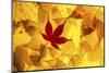 Maple leaves backlit on lightbox, Broxwater, Cornwall, UK-Ross Hoddinott-Mounted Photographic Print