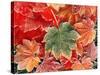 Maple Leaves, Close-Up-Stuart Westmorland-Stretched Canvas