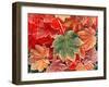 Maple Leaves, Close-Up-Stuart Westmorland-Framed Premium Photographic Print