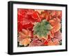 Maple Leaves, Close-Up-Stuart Westmorland-Framed Premium Photographic Print