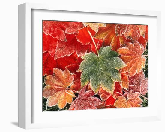 Maple Leaves, Close-Up-Stuart Westmorland-Framed Premium Photographic Print