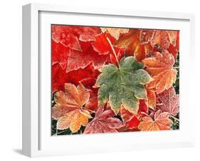 Maple Leaves, Close-Up-Stuart Westmorland-Framed Premium Photographic Print