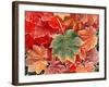 Maple Leaves, Close-Up-Stuart Westmorland-Framed Photographic Print