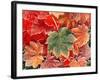 Maple Leaves, Close-Up-Stuart Westmorland-Framed Photographic Print