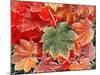 Maple Leaves, Close-Up-Stuart Westmorland-Mounted Photographic Print