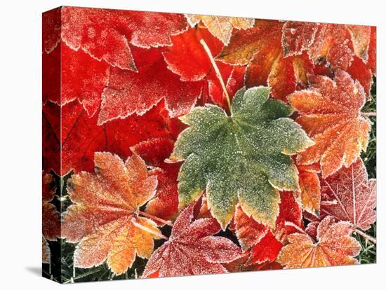 Maple Leaves, Close-Up-Stuart Westmorland-Stretched Canvas