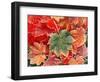 Maple Leaves, Close-Up-Stuart Westmorland-Framed Photographic Print