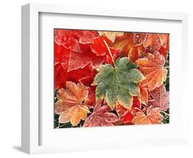 Maple Leaves, Close-Up-Stuart Westmorland-Framed Photographic Print