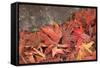 Maple Leaves Covered in Frost Mill Creek, Washington, USA-Stuart Westmorland-Framed Stretched Canvas