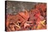 Maple Leaves Covered in Frost Mill Creek, Washington, USA-Stuart Westmorland-Stretched Canvas