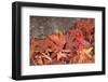 Maple Leaves Covered in Frost Mill Creek, Washington, USA-Stuart Westmorland-Framed Photographic Print