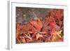 Maple Leaves Covered in Frost Mill Creek, Washington, USA-Stuart Westmorland-Framed Photographic Print