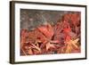 Maple Leaves Covered in Frost Mill Creek, Washington, USA-Stuart Westmorland-Framed Photographic Print