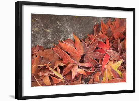 Maple Leaves Covered in Frost Mill Creek, Washington, USA-Stuart Westmorland-Framed Photographic Print