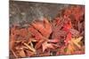 Maple Leaves Covered in Frost Mill Creek, Washington, USA-Stuart Westmorland-Mounted Photographic Print