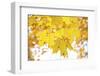 Maple Leaves Dressed in Yellow-Petr Bednarik-Framed Photographic Print