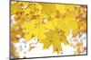 Maple Leaves Dressed in Yellow-Petr Bednarik-Mounted Photographic Print