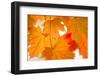Maple Leaves Fall Colors-Paivi Vikstrom-Framed Photographic Print