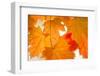 Maple Leaves Fall Colors-Paivi Vikstrom-Framed Photographic Print