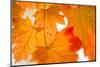 Maple Leaves Fall Colors-Paivi Vikstrom-Mounted Photographic Print